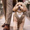 Tan tweed dog wedding tuxedo harness with white shirt collar, matching pocket square and bow tie.
