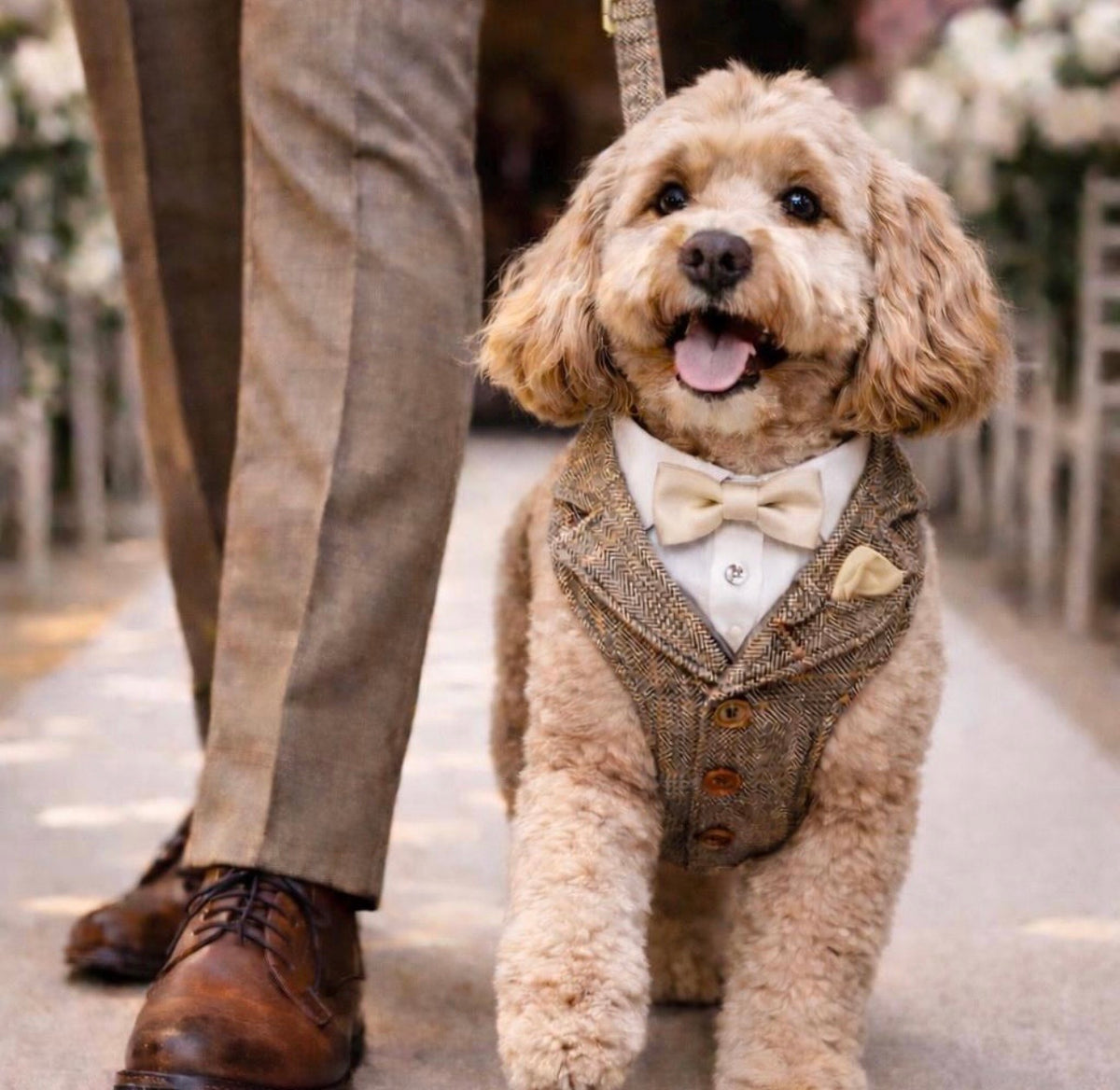 Tan tweed dog wedding tuxedo harness with white shirt collar, matching pocket square and bow tie.