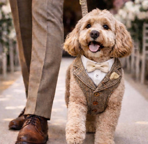 Tan tweed dog wedding tuxedo harness with white shirt collar, matching pocket square and bow tie.
