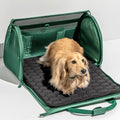 Wild One convertible dog travel carrier with breathable mesh panels, shoulder strap and fold-out travel mat for small dogs.